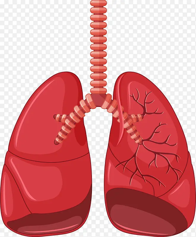 人体肝脏矢量图