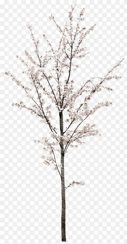 白色樱花树装饰