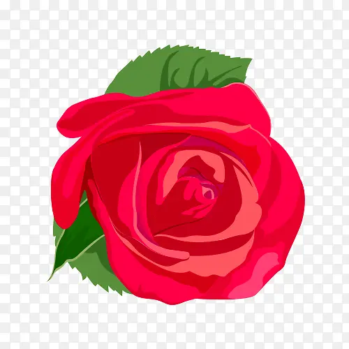 红色玫瑰花矢量图
