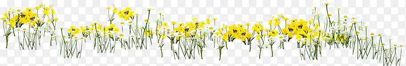 黄色春季向日葵花海