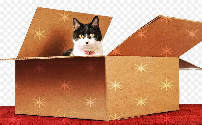 牛皮纸盒小猫