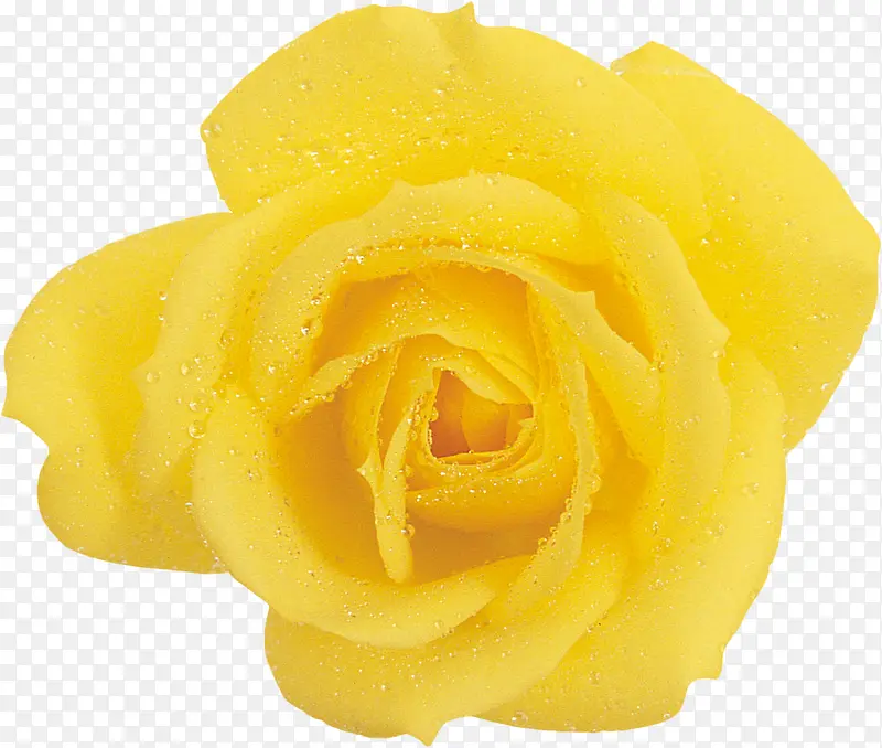 黄色新鲜玫瑰