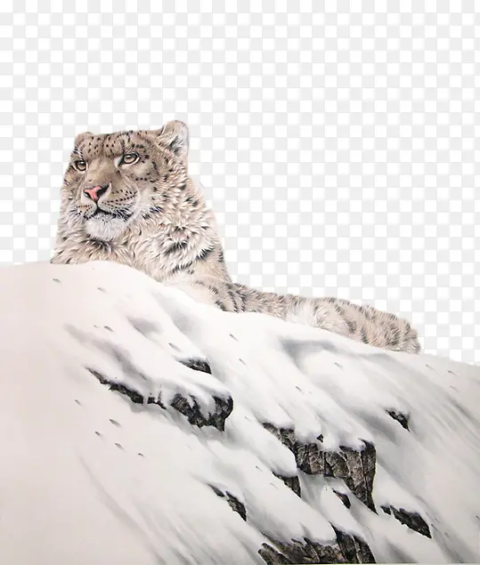 雪山上趴着的雪豹
