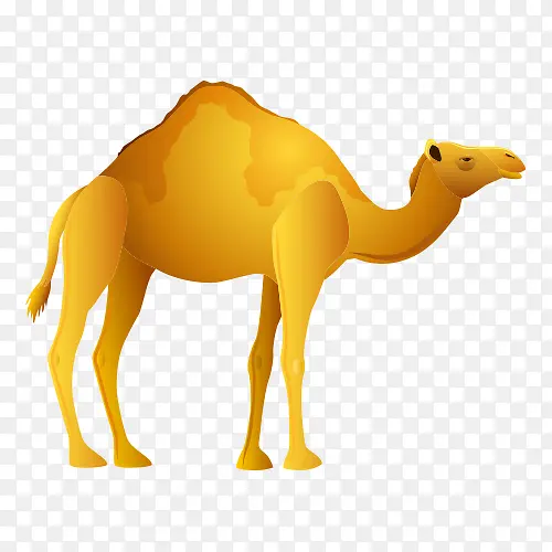 骆驼