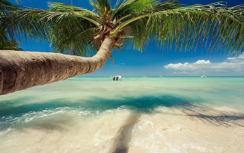 海岸歪倒的椰子树海报背景