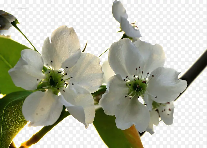 新鲜的梨树花