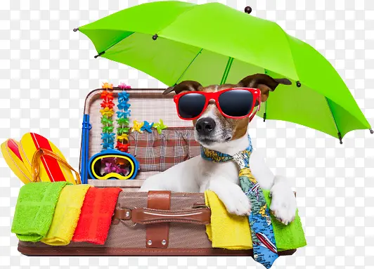 夏日绿色雨伞小狗摄影行李箱