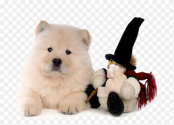 白色松狮犬