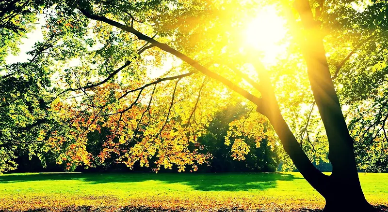 金色阳光照耀枫树