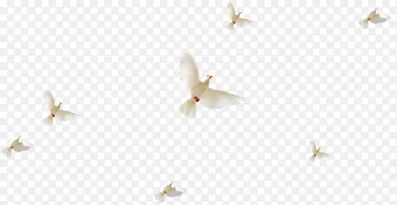 白色海鸥飞翔蓝天
