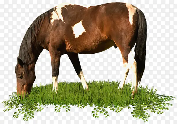 草丛上吃草的马