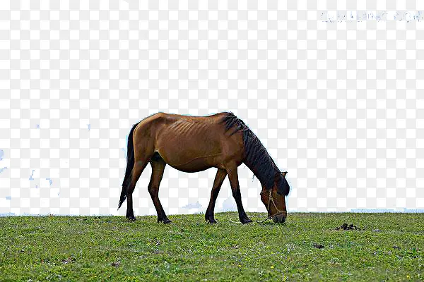 草原上的马