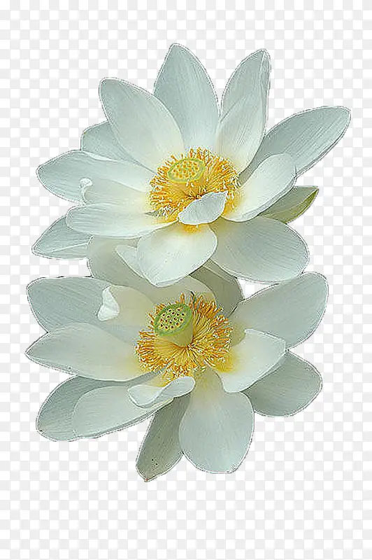 两朵白色莲花