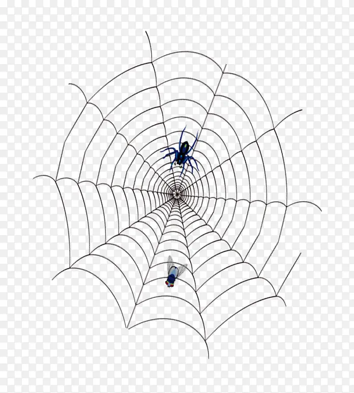 蜘 蛛网