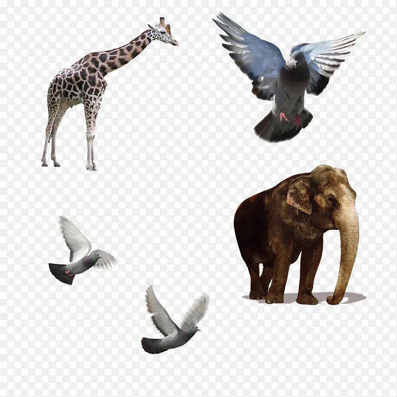 各种动物透明背景素材