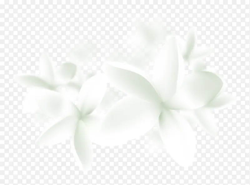 小清新白色花朵