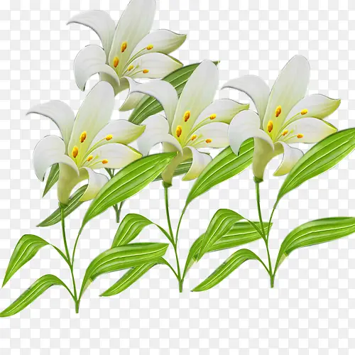 百合花
