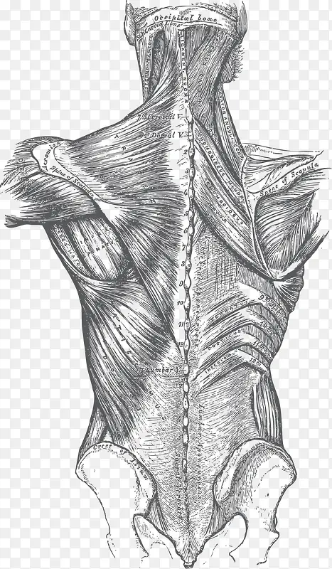 人体背部器官肌肉手绘