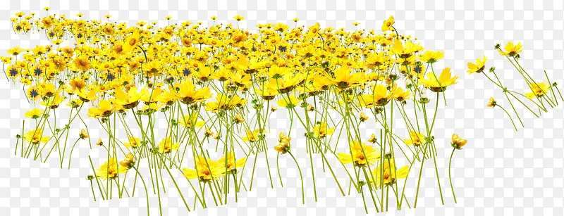 黄色烂漫花朵田野