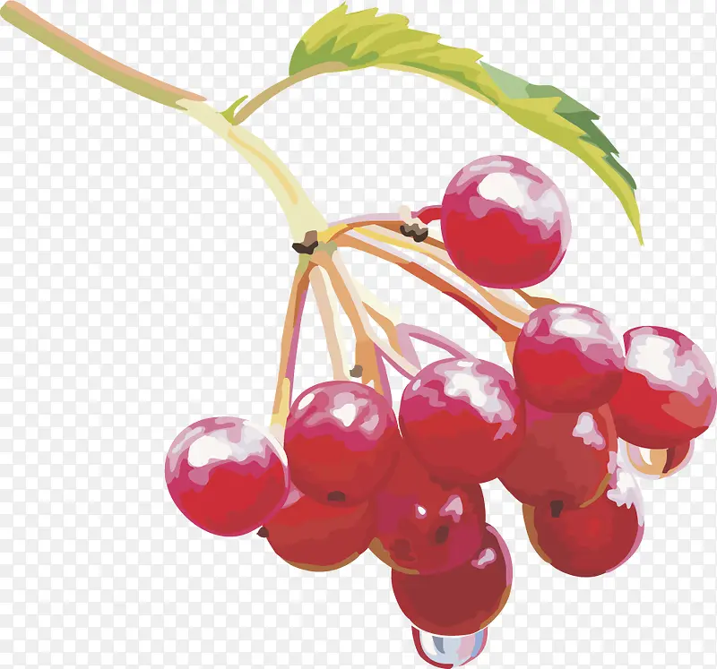 矢量图水果樱桃树莓