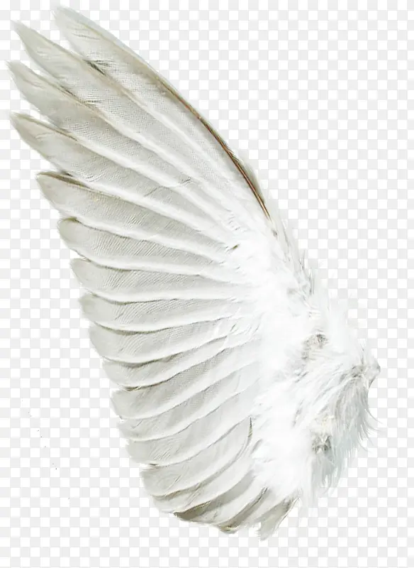 高清摄影白色的翅膀造型