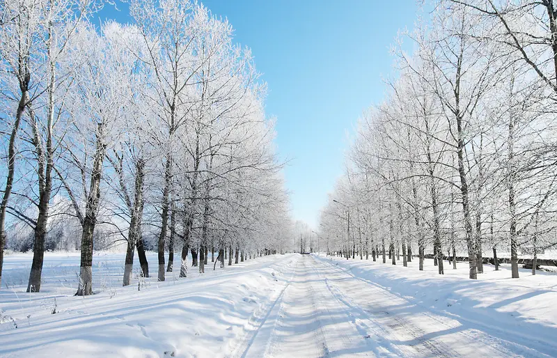 高清摄影森林冬季的雪景