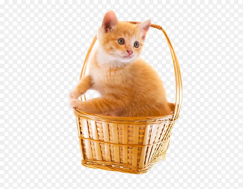 竹篮中的小猫咪