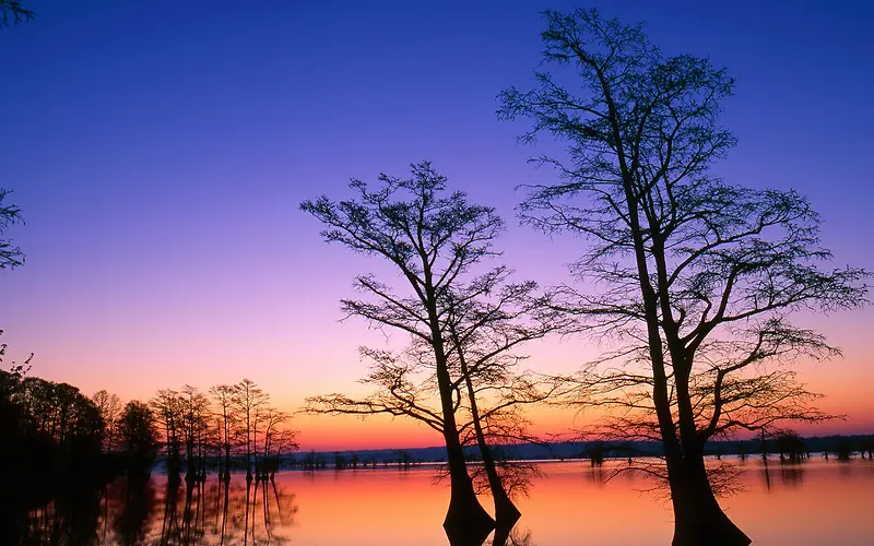 蓝天下紫色海面大树