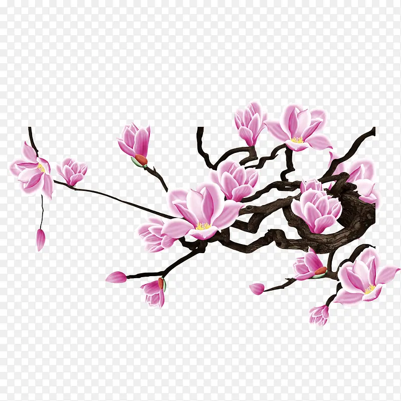 花枝PNG图片素材下载_图片编号9253578-PNG素材网