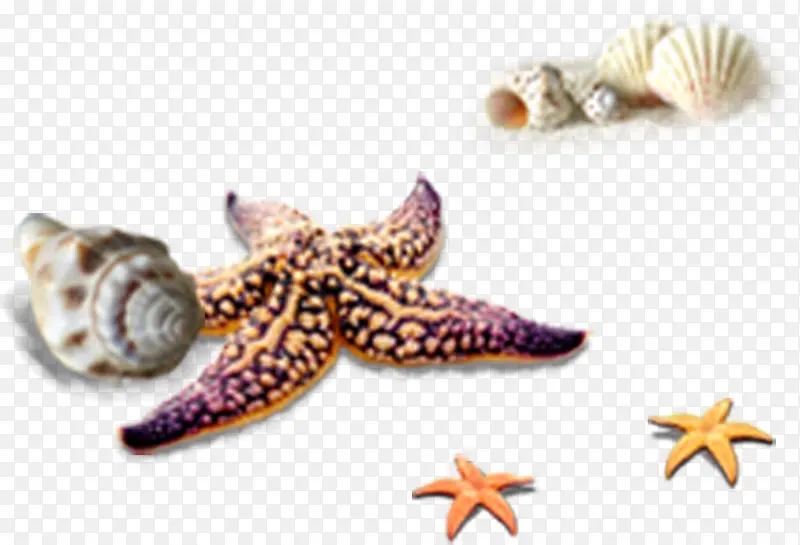 海星海螺热带沙滩元素