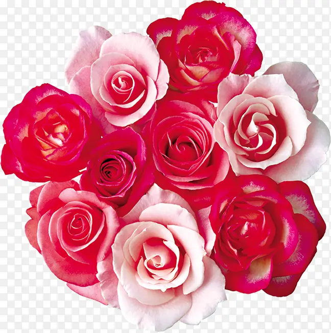 红色浅粉玫瑰花束