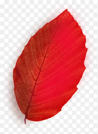 红色树叶清晰脉络
