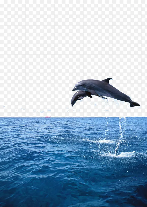 两条鲸鱼一起跃出海面