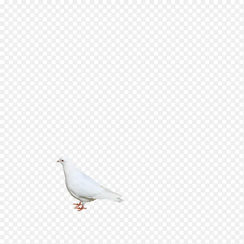 白色的信鸽