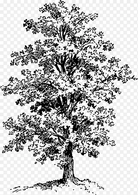 手绘植物大树设计