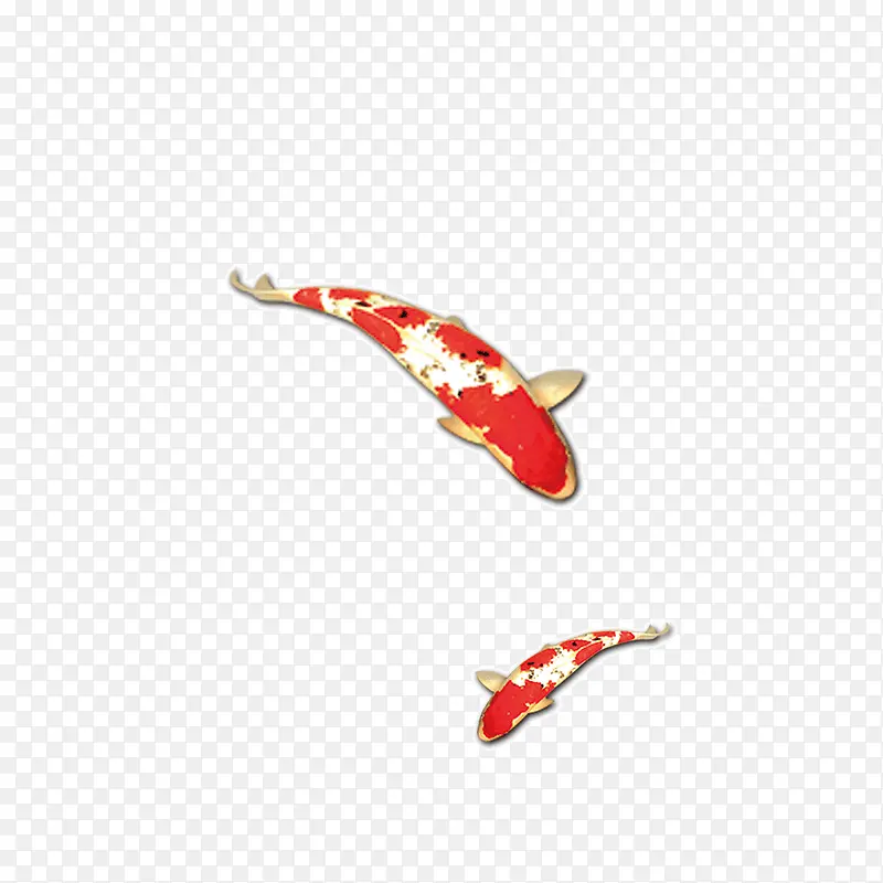红色花斑鲤鱼