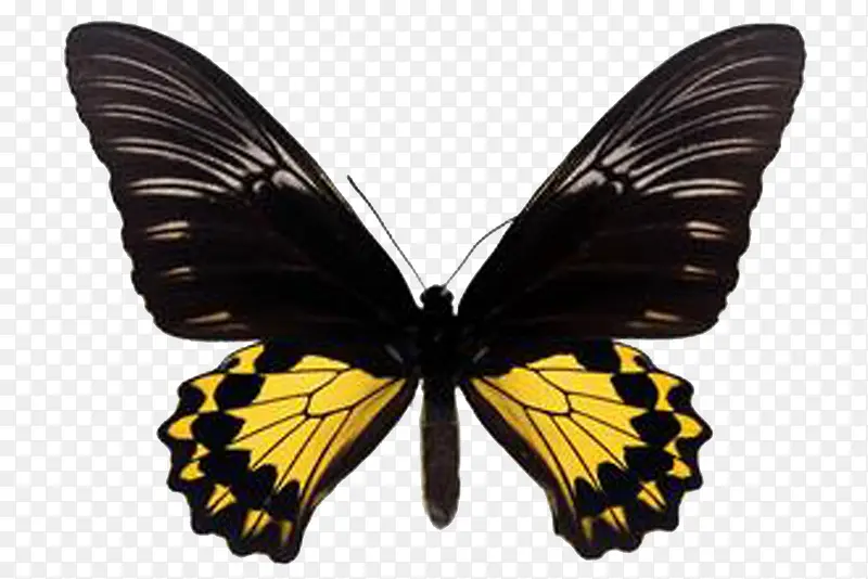 黑黄大蝴蝶