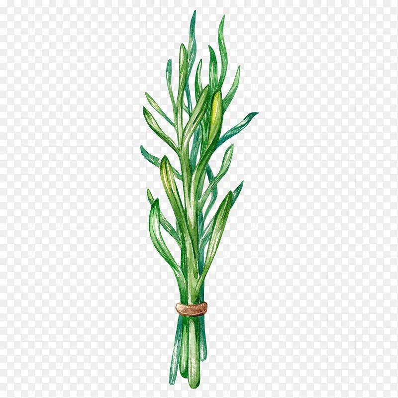 绿色的植物叶子