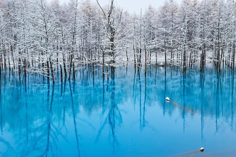蓝色水面上的白色树林海报背景