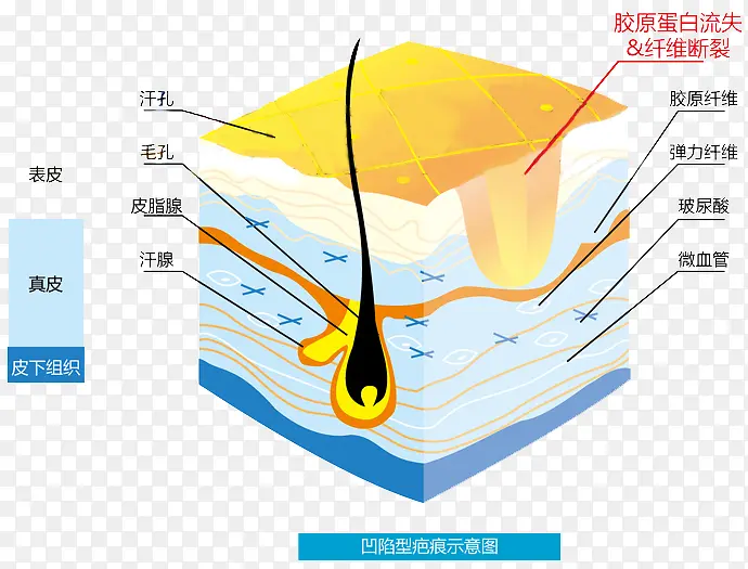 生活常识皮肤结构