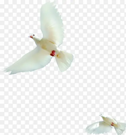 高清白色飞翔白色鸽子