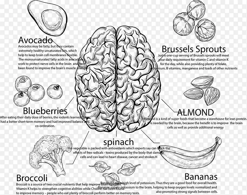 手绘营养大脑食物分类标签