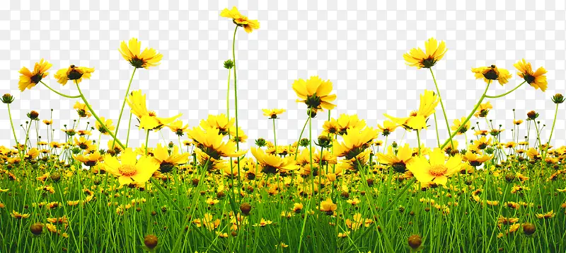 高清摄影黄色的向日葵