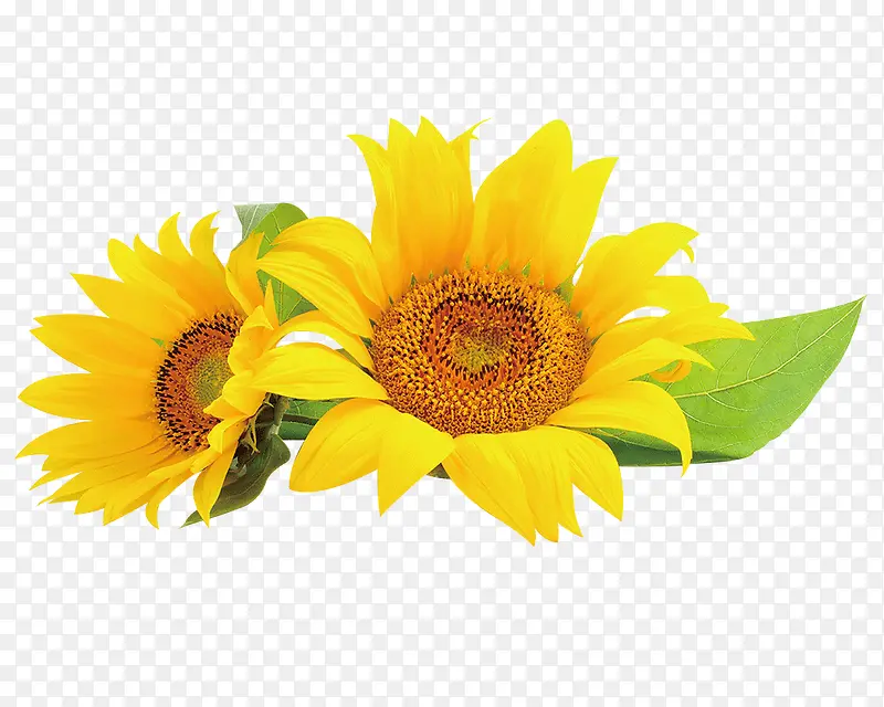 高清摄影黄色的向日葵花朵