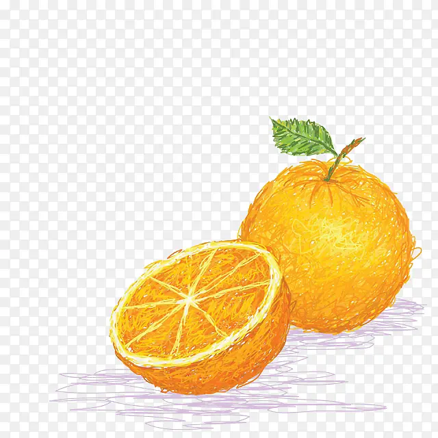 卡通手绘香橙插画