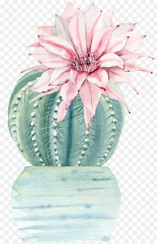 水彩花卉植物仙人掌