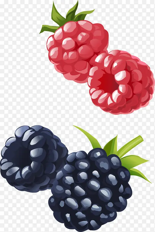 矢量手绘树莓和蓝莓