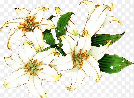 白色花朵手绘喇叭花
