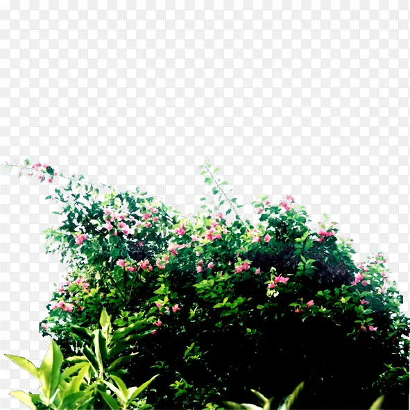 绿色植物PNG图片素材下载_图片编号9279755-PNG素材网
