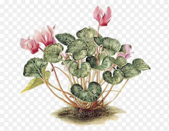 手绘植物